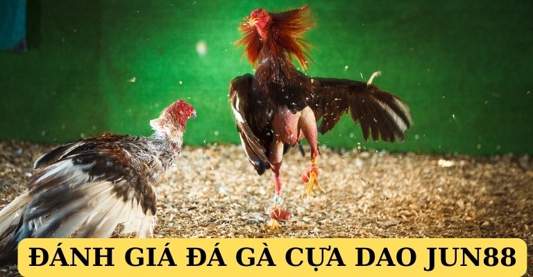 Đánh giá đá gà cựa dao Jun88