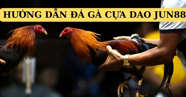 Hướng dẫn đặt cược đá gà cựa dao Jun88