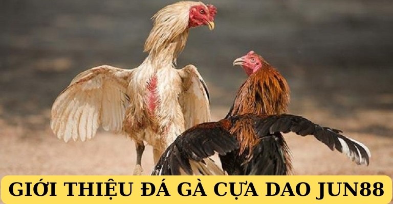 Giới thiệu bộ môn đá gà cựa dao